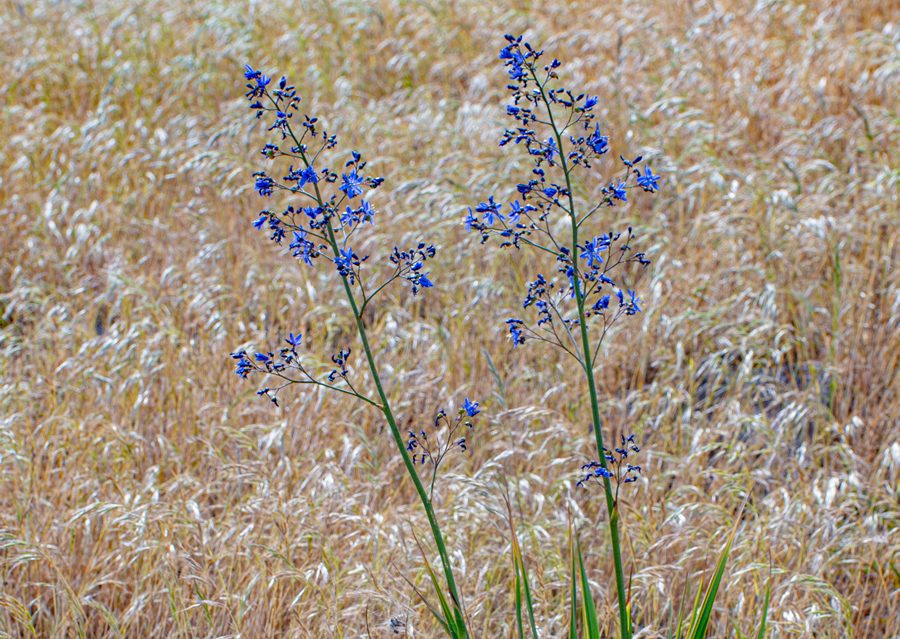 Azulillo en flor sobre el pastizal del cerro