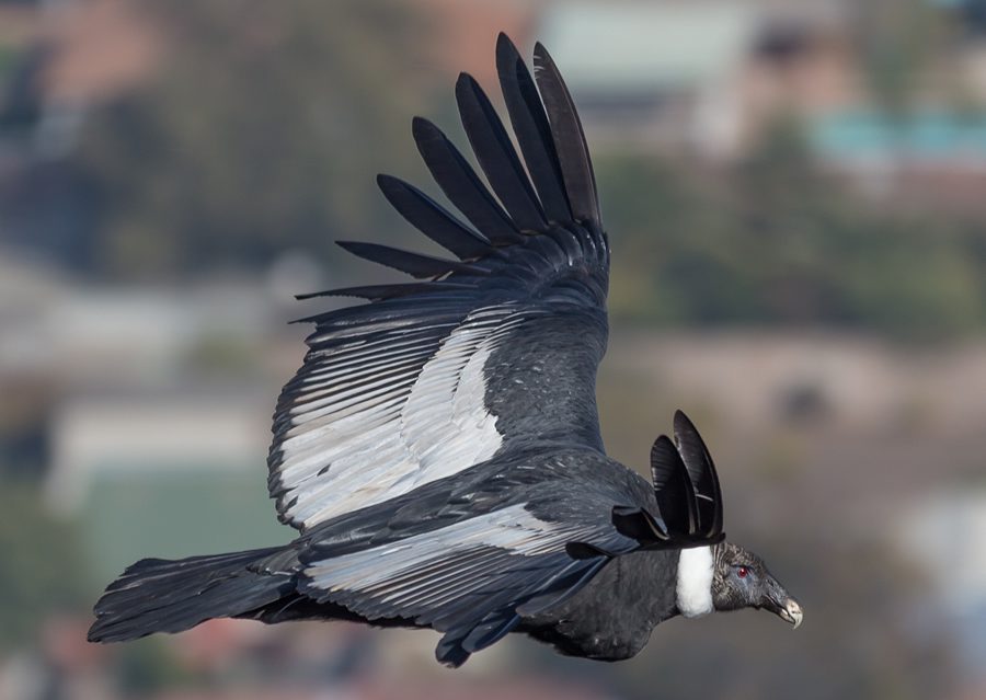 Cóndor hembra en vuelo sobre los cerros